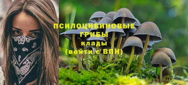 PSILOCYBIN Заводоуковск